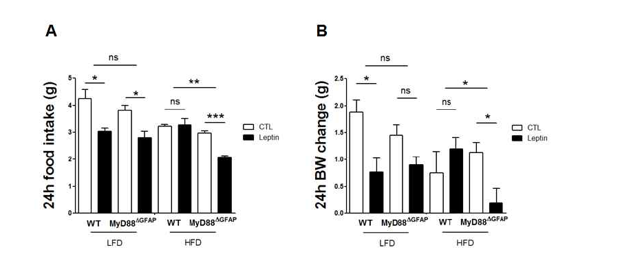 고지방식이 조건에서 MyD88△GFAP mice의 렙틴 반응성 분석