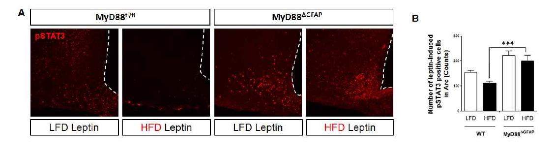 MyD88△GFAP mice에서 고지방식이에 의한 렙틴의 신호전달 변화 분석