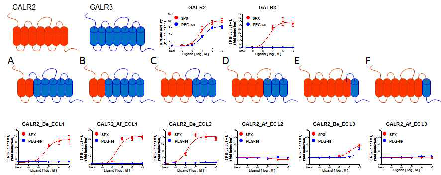 GALR2-GALR3 돌연변이 수용체에 대한 스페신과 GALR2 효현제의 작용