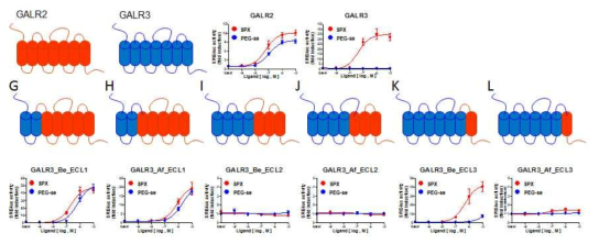 GALR3-GALR2 돌연변이 수용체에 대한 스페신과 GALR2 효현제의 작용