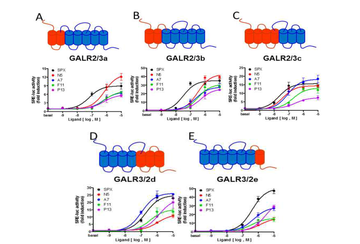 GALR3-like 키메라 수용체에서 SPX과 단일유도체들의 친화력 비교