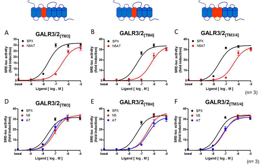 GALR2의 TM3/TM4 도메인으로 치환한 GALR3 키메릭 수용체에서의 친화력