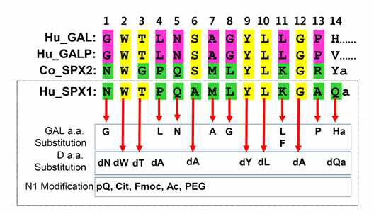 갈라닌, 스펙신 아미노산 서열 비교를 통한 펩타이드 서열 변형