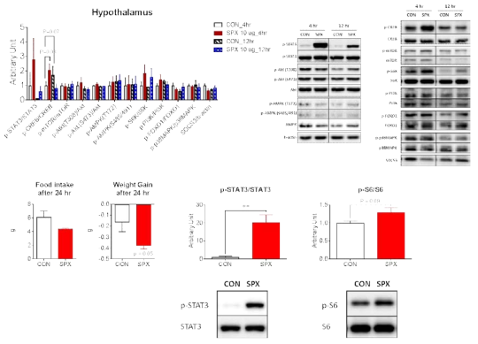 시상하부 제 3뇌실에 도관 삽입술을 한 생쥐에서 SPX의 식이섭취 관련 시상하부 에너지 센서 분석