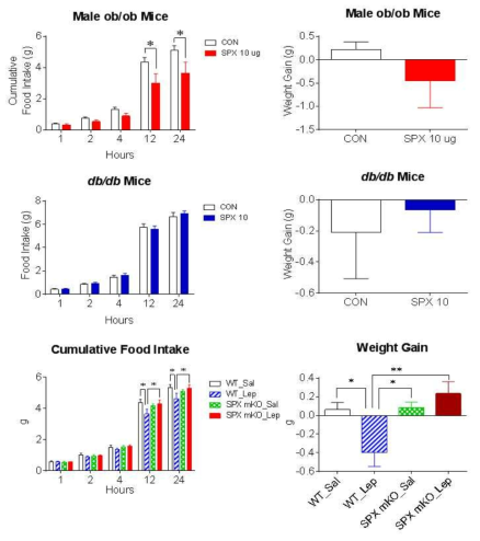 각 ob/ob, db/db, SPX 유전자 겹핍 생쥐에서의 SPX의 식이감소 효과 검증