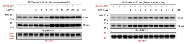 Spexin의 GALR2를 통한 ERK 신호전달 활성화