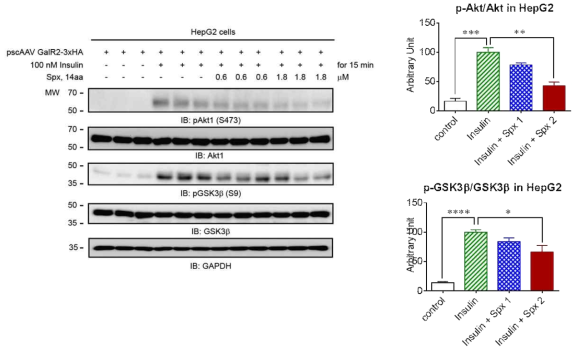 HepG2 세포에서의 인슐린에 의한 Akt 및 GSK3beta 활성에 미치는 SPX의 효과
