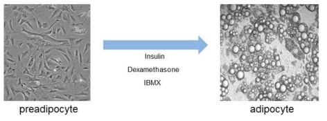 지방세포의 분화