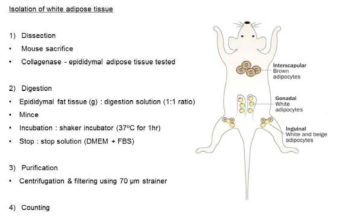 쥐에서의 White Adipose Tissue 분리과정