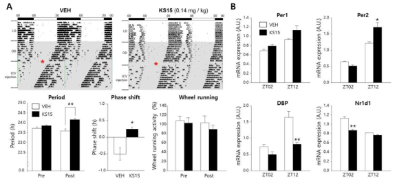 일주기 생체리듬에 대한 KS15 투여의 효과