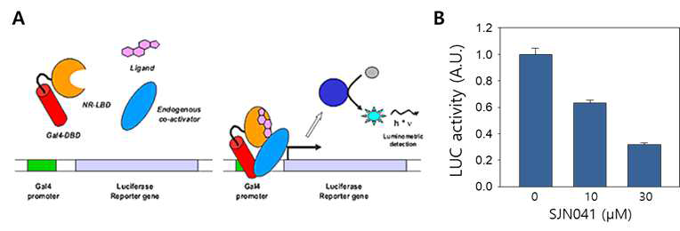 GAL4 DBD-NR1D1 LBD chimeric receptor를 이용한 SJNA041 효능평가