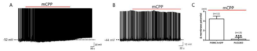 mCPP의 POMC 뉴런 흥분성 증가 효과에 대한 PLC 베타 1의 기여