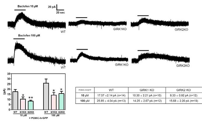POMC 뉴런 GIRK 전류에 대한 GIRK1 아형과 GIRK2 아형의 기여도