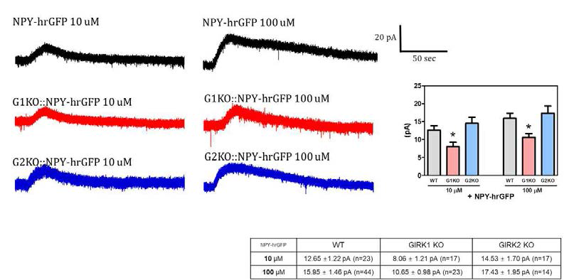 NPY 뉴런 GIRK 전류에 대한 GIRK1 아형과 GIRK2 아형의 기여도