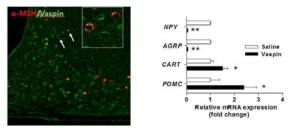 Vaspin의 뇌실 내 투여에 의한 neuropeptide 변화