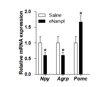 Nampt의 뇌실 내 투여에 의한 neuropeptide 전사량 변화