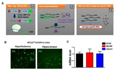 신경교세포 특이적인 RiboTag system