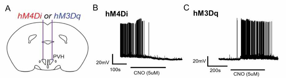 화학유전학을 이용한 신경 흥분성의 조절 (A) 억제성(hM4Di) 또는 흥분성(hM3Dq) DREADD construct의 주입 (B) 억제성(hM4Di) DREADD construct가 주입된 뉴런의 CNO에 대한 반응 (C) 흥분성(hM3Dq) DREADD construct가 주입된 뉴런의 CNO에 대한 반응