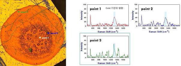 측정 위치에 따른 100 ng/μL ECP 단백질의 라만 스펙트럼