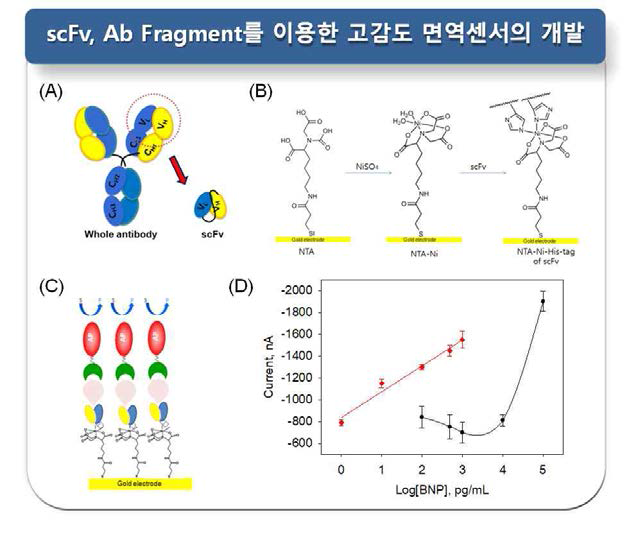 (A) Single chain fragment variable (scFv)의 구조, (B) 3,3-dithiobis[N-(5-amino-5-carboxypentyl)propionamide-N’,N’-diace tic acid (NTA)-Ni2+-hexahistidine chelated scFv의 구조, (C) NTA-Ni2+ conjugate ligand를 이용한 scFv의 oriented immobilization 구조와 센서 감응 모식도, (D) 심혈관질환 바이오마커 B-type natri- uretic peptide (BNP) 검술 센서의 검정곡선