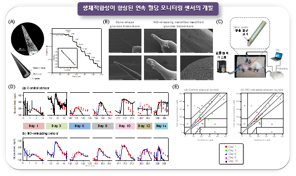 (A) 원뿔형 마이크로 전극의 전자현미경 사진과 이 전극으로 제작된 혈당 센서의 감응그래프, (B) 생체적합성 향상을 위한 NO 방출 나노섬유가 적용되지 않은 전극과 적용된 전극의 전자현미경 사진, (C) 쥐 모델 시스템에 NO를 방출하지 않는 control 센서와 NO를 방출하는 센서를 동시에 삽입하여 혈당을 모니터링 하는 사진, (D) NO를 방출하지 않는 센서(control)와 NO를 방출하는 센서의 연속 혈당 측정치(검은 실선)와 외부 표준 혈당측정기로 측정한 결과(붉은 점)의 상관도, (E) (D)에서 얻어진 결과를 error grid analysis(EGA)로 나타낸 그래프