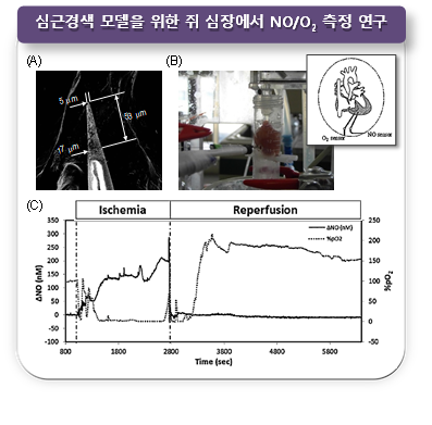 (A) 산화질소 (nitric oxide, NO)와 산소 (O2) 측정용 바늘형 마이크로 전극의 전자현미경 사진, (B) 쥐의 심장이 연결된 랑겐도르프 (Langendorff) 시스템 사진, (C) 쥐 심장에서 허혈/재관류 시 NO와 O2의 모니터링 결과