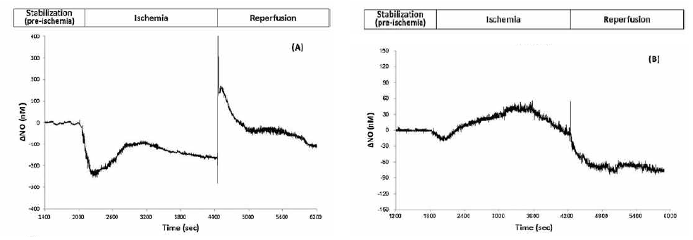 (A) 아무 처리하지 않은 심장과, (B) 저온 전처리한 심장에서 심근허혈-재관류 유발시 심근 내 NO의 변화량 실시간 관찰