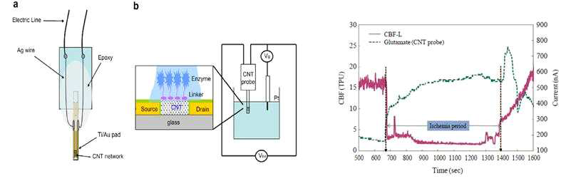(좌) CNT-FET 기반 삽입형 글루타메이트 센서 모식도 (우) CNT 센서를 이용하여 11VO 동물모델에서 허혈기간내 뇌혈류량과 글루타메이트 실시간 변화 관찰 결과