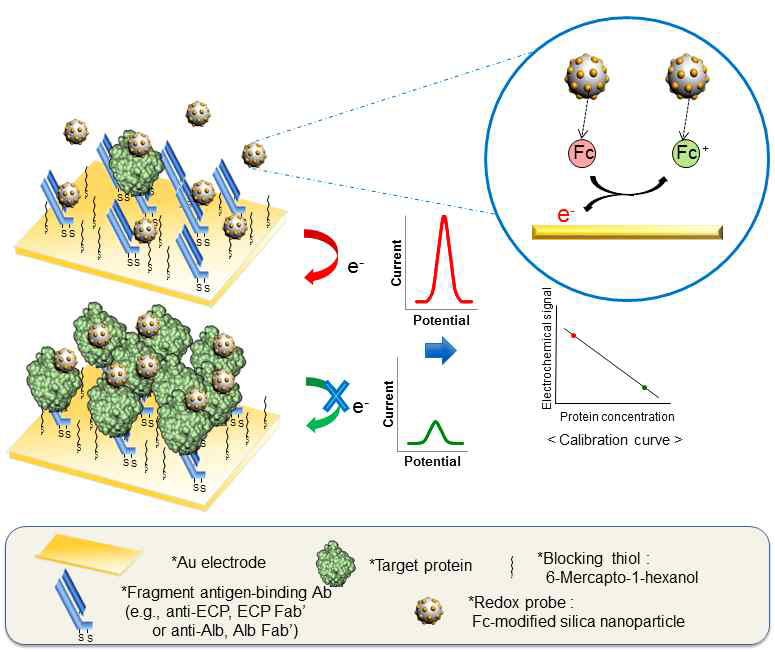 본 연구과제에서 개발하고자 하는 비표지 방식의 면역·바이오센서의 작동원리를 나타낸 모식도