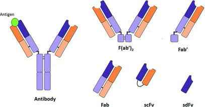 항체 (whole antibody)와 그 항체의 다양한 fragment들의 구조