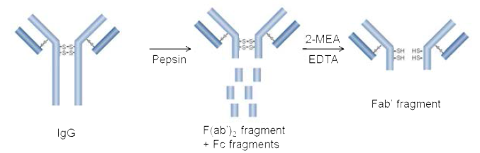 항체 fragment (Fab')의 제작 과정