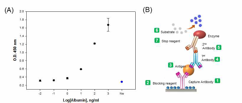 (A) ELISA를 통하여 확인한 Albumin 항원-항체의 성능. (B) whole 항체를 이용한 Albumin의 검출 모식도