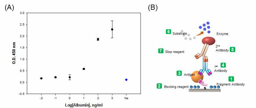 (A) ELISA를 통하여 확인한 Albumin 항원-항체의 성능. (B) 항체 fragment를 이용한 Albumin의 검출 모식도