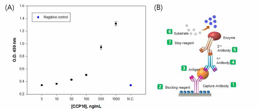 (A) ELISA를 통하여 확인한 Clara cell protein 16 항원-항체의 성능, (B) whole 항체를 이용한 Clara cell protein 16의 검출 모식도