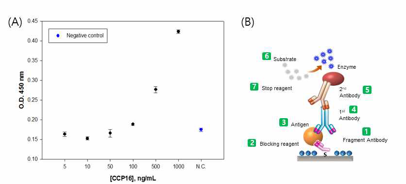 (A) ELISA를 통하여 확인한 Clara cell protein 16 항원-항체의 성능, (B) 항체 fragment를 이용한 Clara cell protein 16의 검출 모식도
