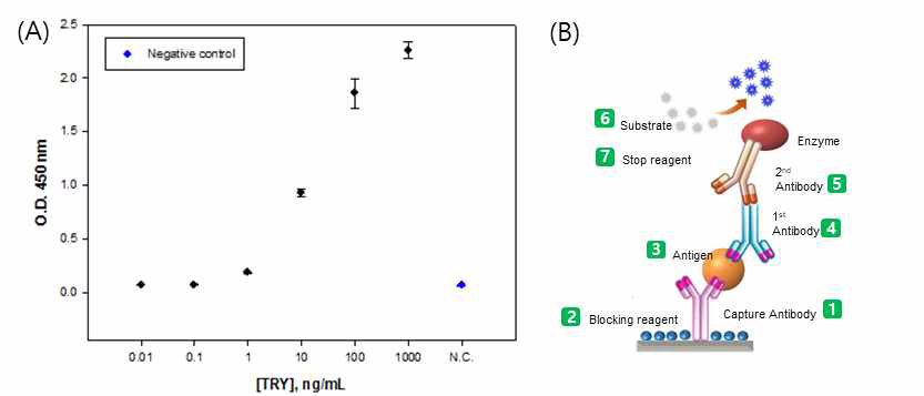 (A) ELISA를 통하여 확인한 Tryptase 항원-항체의 성능. (B) whole 항체를 이용한 Tryptase의 검출 모식도