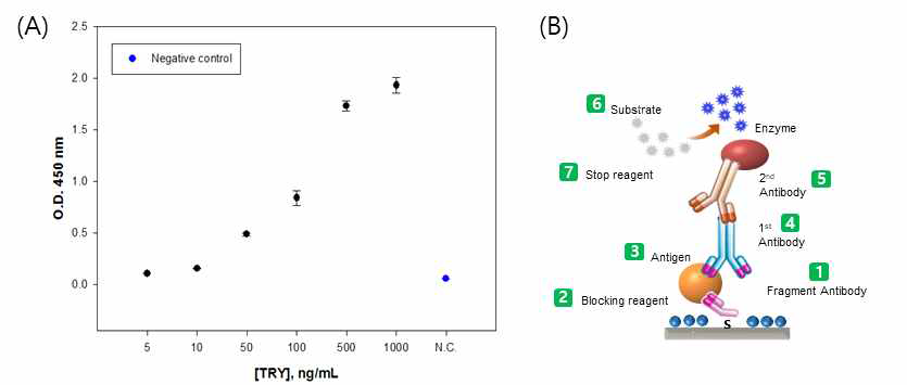 (A) ELISA를 통하여 확인한 Tryptase 항원-항체의 성능. (B) 항체 fragment를 이용한 Tryptase의 검출 모식도