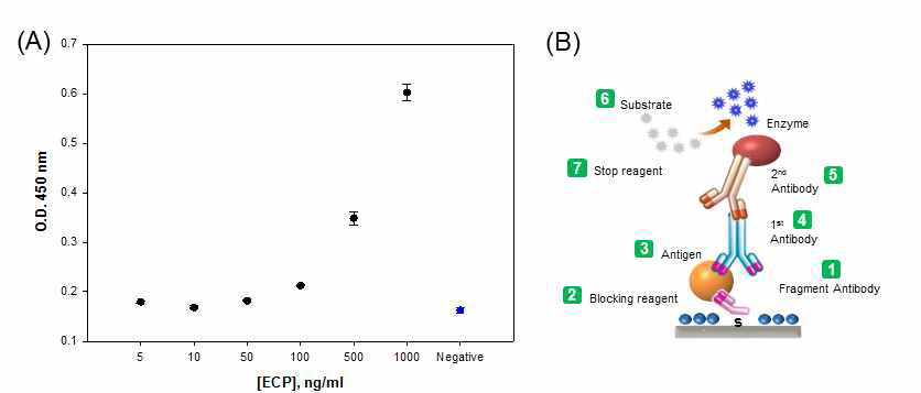 (A) ELISA를 통하여 확인한 ECP 항원-항체의 성능. (B) 항체 fragment를 이용한 ECP의 검출 모식도