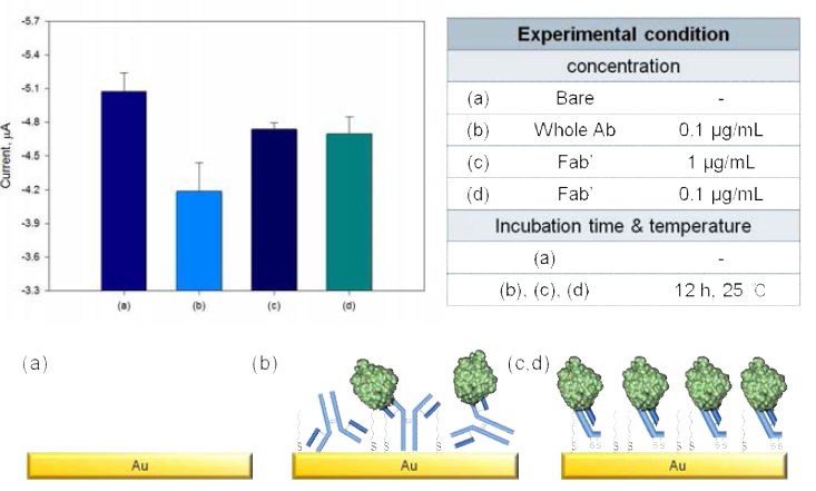 Whole 항체와 항체 fragment (Fab')에 따른 전기화학적 신호 비교. Nonspecific binding을 막기 위한 blocking agent로 bovine serum albumin (BSA)을 도입: (a) bare 전극, (b) whole Ab가 고정화된 전극, (c, d) Fab'가 고정화된 전극 (c, d에 고정화된 Fab'의 농도가 다름