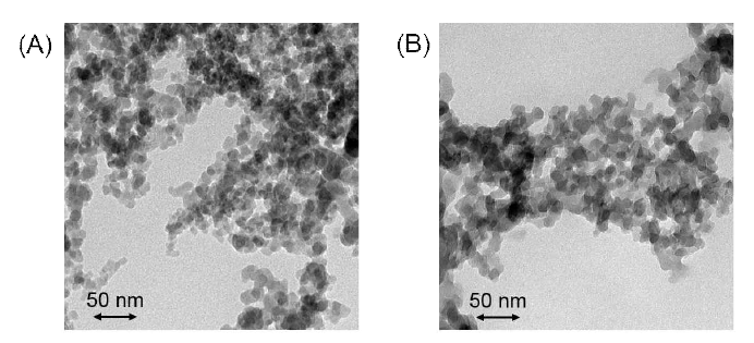 (A) Fc-modified particles, (B) Negatively charged Fcmodified particles