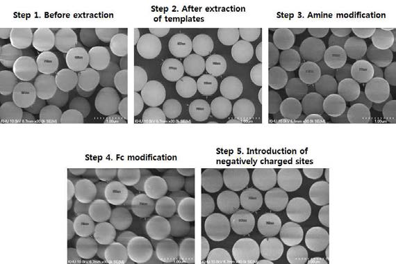 합성된 입자의 합성 단계 별 SEM 이미지 (800 nm probe)