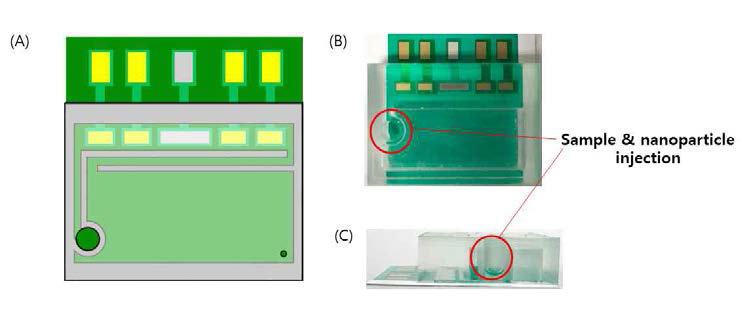 (A) 미세유로를 갖춘 카트리지 일체형 알레르기 비염 바이오마커 동시 검출용 면역바이오센서 전극 모식도 (B) 정면, (C) 측면