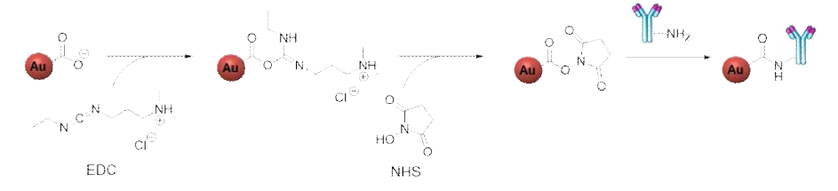금 나노입자와 항체를 결합 (conjugation)하기 위한 EDC-NHS 반응