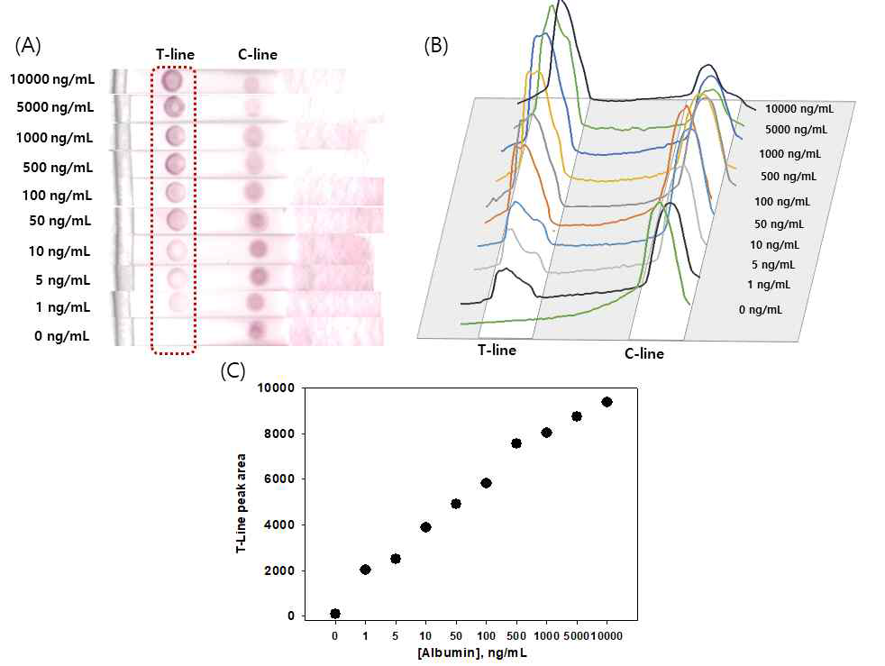 (A) 비색법 면역크로마토그래피 Albumin 검출 실험결과 사진, (B) 색분석을 통한 발색신호세기 그래프, (C) Albumin 농도별 발색신호 검정곡선