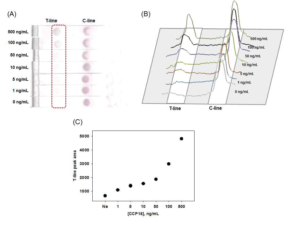 (A) 비색법 면역크로마토그래피 CCP 검출 실험결과 사진, (B) 색분석을 통한 발색신호세기 그래프, (C) CCP 농도별 발색신호 검정곡선