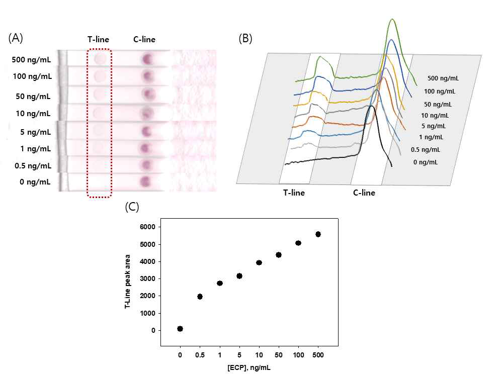 (A) 비색법 면역크로마토그래피 ECP 검출 실험결과 사진, (B) 색분석을 통한 발색신호세기 그래프, (C) ECP 농도별 발색신호 검정곡선