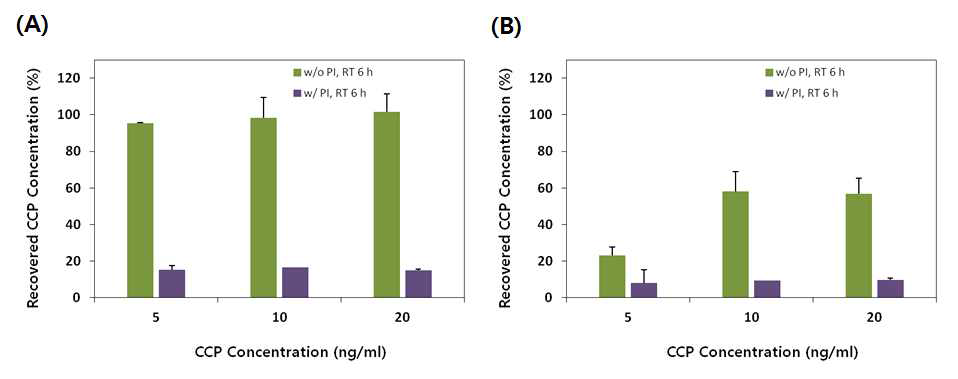 단백질 추출액에 대한 PI 처리여부에 따른 CCP 안정성 평가 (A) 6 시간 보관, (B) 24 시간 보관