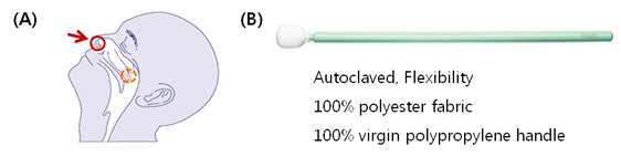 선정된 (A) 콧물 채취 위치 (B) 샘플 수집 swab