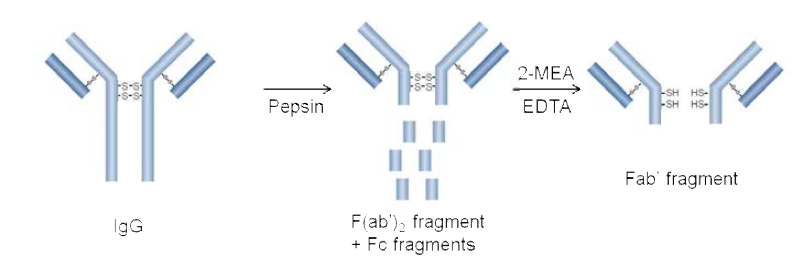 항체 fragment (Fab')의 제작 과정