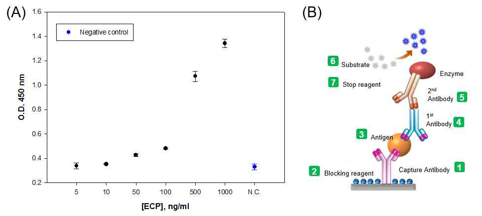 (A) ELISA를 통하여 확인한 ECP 항원-항체의 성능. (B) whole 항체를 이용한 ECP의 검출 모식도